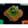 WYSIWYG RAH Montipora Phoenix evoluzione