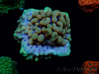 WYSIWYG Montipora Crazy T