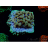 WYSIWYG Montipora Crazy T