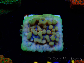 WYSIWYG Montipora Crazy T 11E2