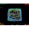 WYSIWYG Montipora Crazy T 11E2