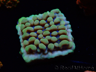 WYSIWYG Montipora Crazy T 11E3