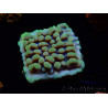 WYSIWYG Montipora Crazy T 11E3