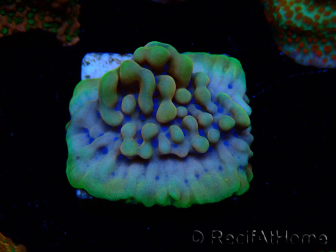WYSIWYG Montipora Crazy T 11E4