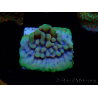 WYSIWYG Montipora Crazy T 11E4