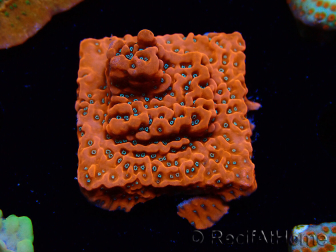 WYSIWYG WWC Montipora Dragon Fruit