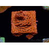WYSIWYG WWC Montipora Dragon Fruit