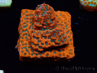WYSIWYG WWC Montipora Dragon Fruit