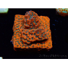 WYSIWYG WWC Montipora Dragon Fruit