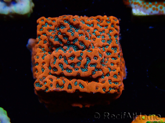 WYSIWYG WWC Montipora Dragon Fruit