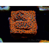 WYSIWYG WWC Montipora Dragon Fruit