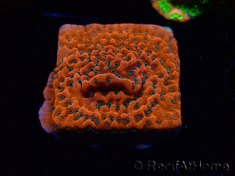 WYSIWYG WWC Montipora Dragon Fruit 11E8