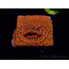 WYSIWYG WWC Montipora Dragon Fruit 11E8
