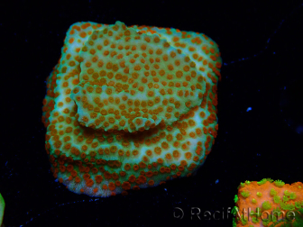 WYSIWYG RAH Montipora Reverse Sunset 11F1