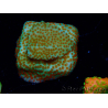 WYSIWYG RAH Montipora Reverse Sunset 11F1