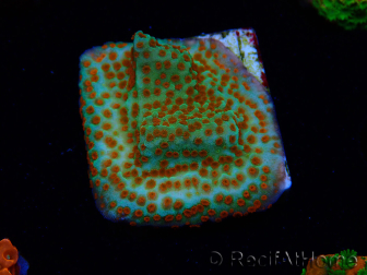 WYSIWYG RAH Montipora Reverse Sunset 11F2