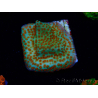 WYSIWYG RAH Montipora Reverse Sunset 11F2