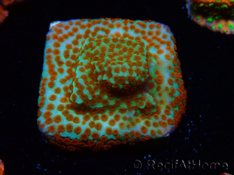 WYSIWYG RAH Montipora Reverse Sunset