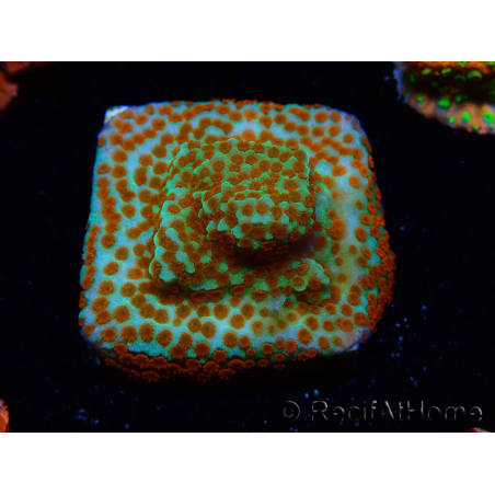 WYSIWYG RAH Montipora Reverse Sunset