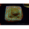 WYSIWYG RAH Montipora Reverse Sunset