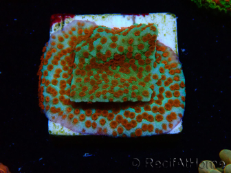 WYSIWYG RAH Montipora Reverse Sunset