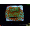 WYSIWYG RAH Montipora Reverse Sunset