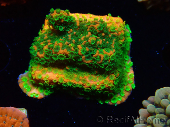 WYSIWYG Montipora Sunset 11F5