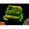 WYSIWYG Montipora Sunset 11F5