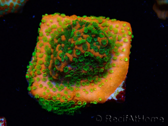 WYSIWYG Montipora Sunset