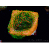 WYSIWYG Montipora Sunset