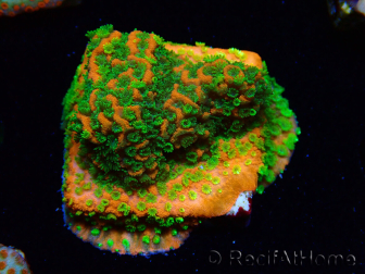 WYSIWYG Montipora Sunset