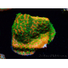 Montipora Sunset WYSIWYG