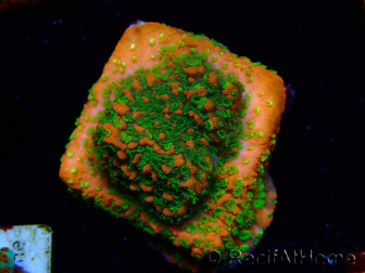 WYSIWYG Montipora Sunset