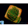 WYSIWYG Montipora Sunset