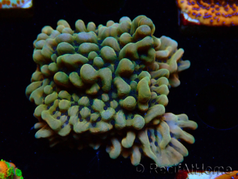 WYSIWYG JF Montipora Brain Freeze