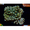WYSIWYG JF Montipora Brain Freeze 11G1