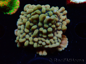 WYSIWYG JF Montipora Brain Freeze