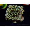 WYSIWYG JF Montipora Brain Freeze 11G2