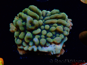 WYSIWYG JF Montipora Brain Freeze 11G3