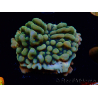 WYSIWYG JF Montipora Brain Freeze 11G3
