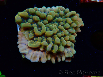 WYSIWYG JF Montipora Brain Freeze 11G4