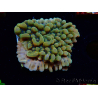 WYSIWYG JF Montipora Brain Freeze 11G4