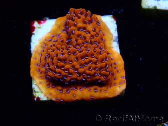 WYSIWYG RAH Montipora Mystic Sunset 11G5