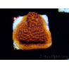 WYSIWYG RAH Montipora Mystic Sunset 11G5