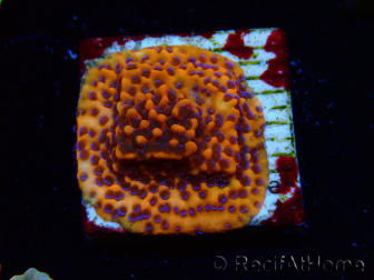 WYSIWYG RAH Montipora Mystic Sunset
