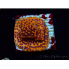 WYSIWYG RAH Montipora Mystic Sunset