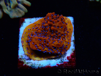 WYSIWYG RAH Montipora Mystic Sunset 11G7