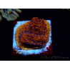 WYSIWYG RAH Montipora Mystic Sunset