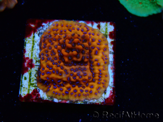 WYSIWYG RAH Montipora Mystic Sunset