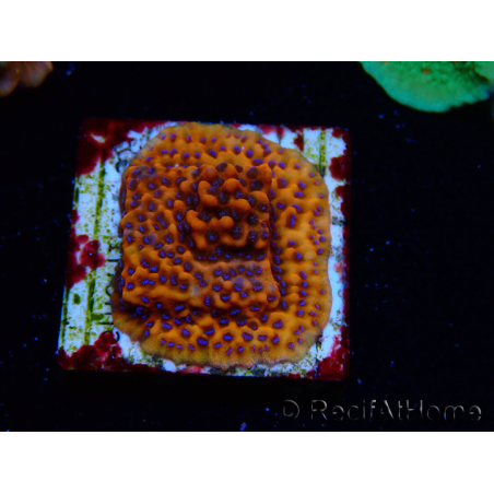 WYSIWYG RAH Montipora Mystic Sunset